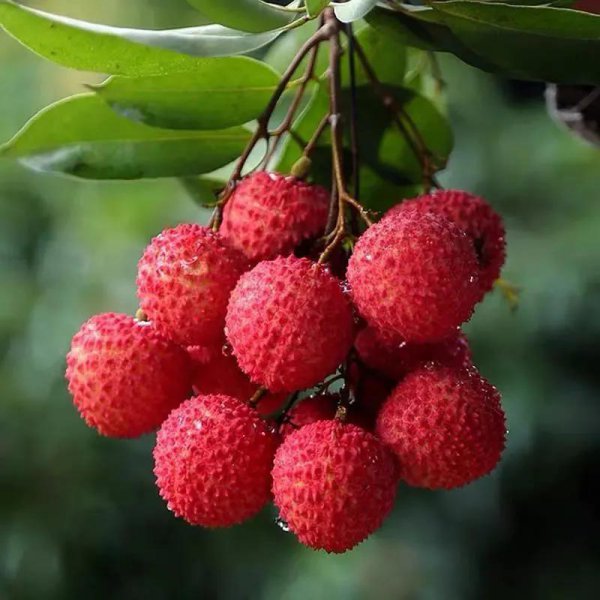 莆田特产有哪些比较有名