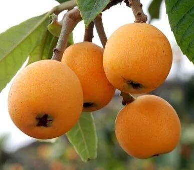 莆田特产有哪些比较有名