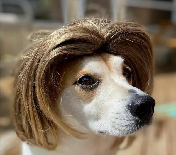 狗狗丢了怎么找最有效