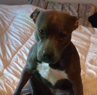 狗狗丢了怎么找最有效