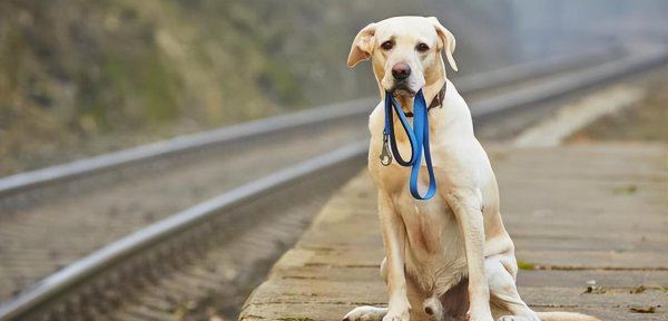 狗狗丢了怎么找最有效