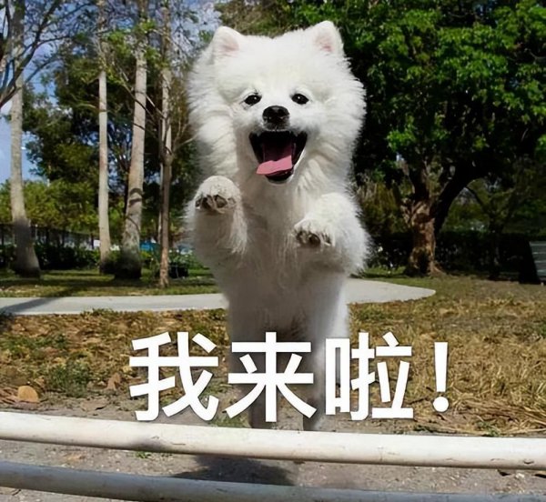 狗狗丢了怎么找最有效