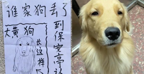 狗狗丢了怎么找最有效