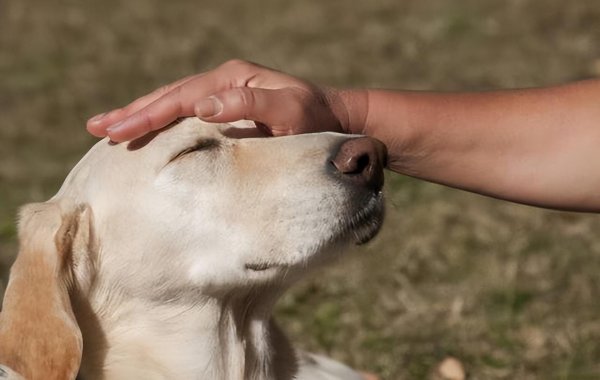 狗狗丢了怎么找最有效