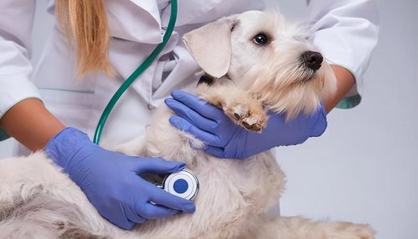 狗狗丢了怎么找最有效