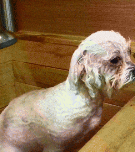 狗狗丢了怎么找最有效