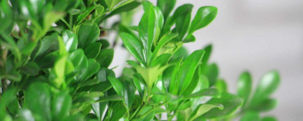 米兰可以放在室内吗