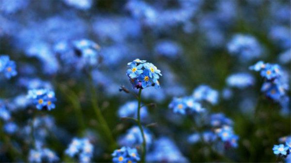 十二星座抑郁排行榜