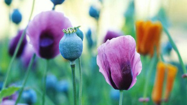 十二星座抑郁排行榜