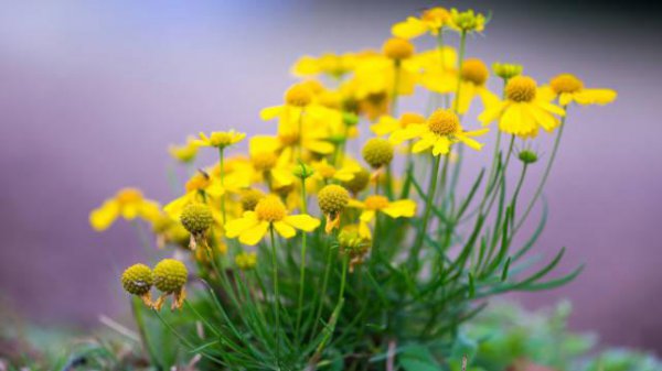 十二星座抑郁排行榜