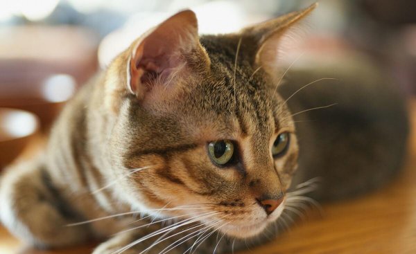 一个月的小猫身上有跳蚤怎么办