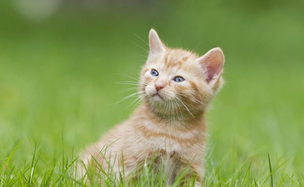 一个月的小猫身上有跳蚤怎么办