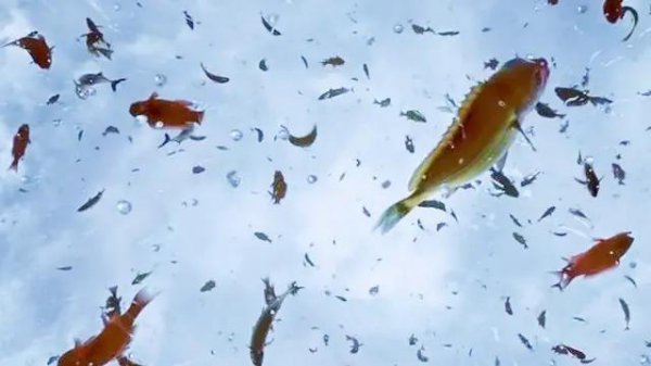 为什么有水的地方就有鱼