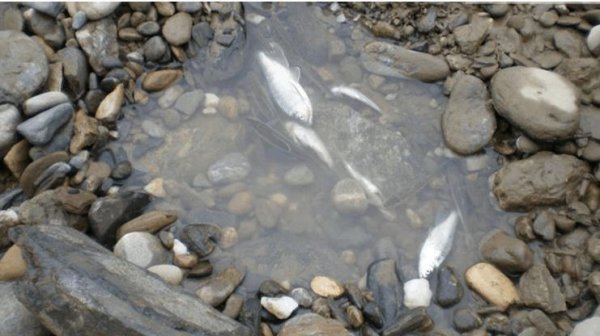 为什么有水的地方就有鱼