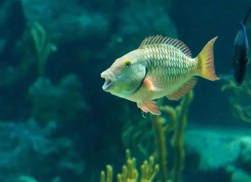 为什么有水的地方就有鱼