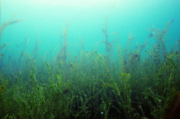 为什么有水的地方就有鱼