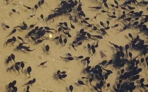 为什么有水的地方就有鱼