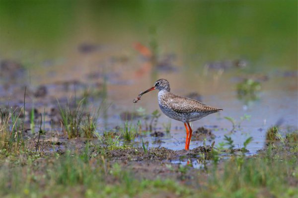为什么有水的地方就有鱼