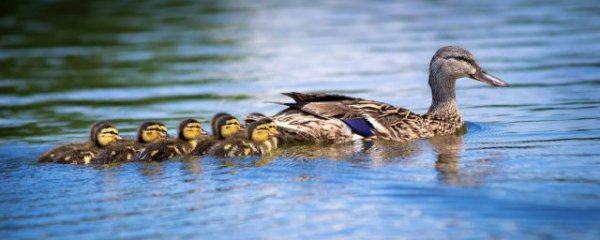 嫩鸭子怎么做烤鸭吃的好