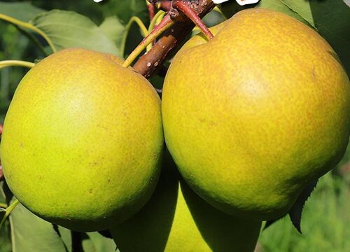 梨分公母吗