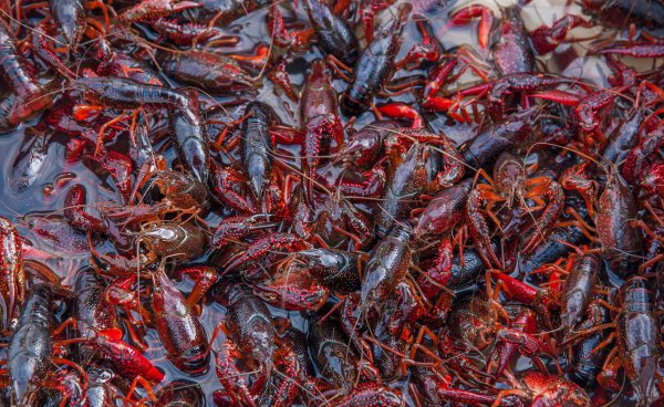 小龙虾怎么分辨公母