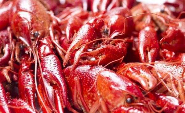 小龙虾怎么分辨公母