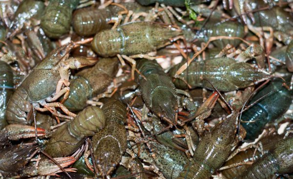 小龙虾怎么分辨公母