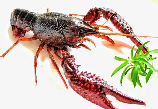 小龙虾怎么分辨公母