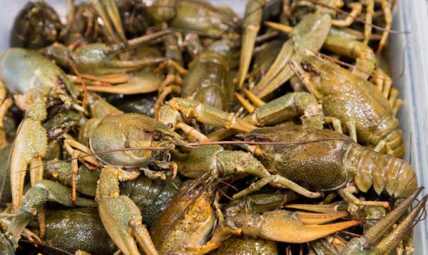 小龙虾怎么分辨公母