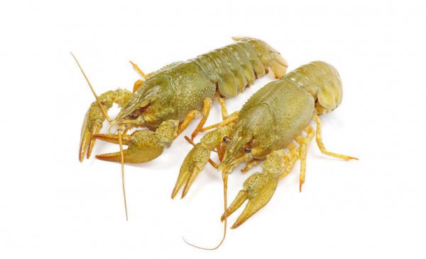 小龙虾怎么分辨公母