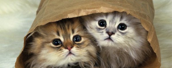 多久换一次猫砂