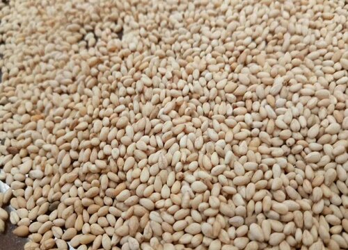 芝麻的生长过程