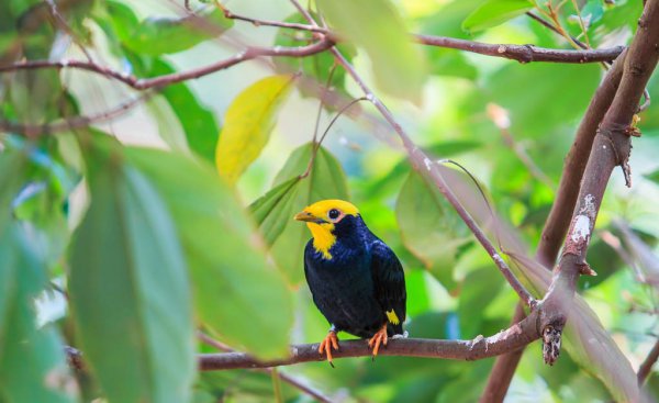 名叫鹩哥是什么鸟