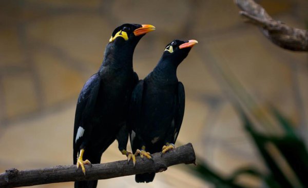 名叫鹩哥是什么鸟