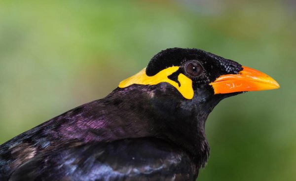 名叫鹩哥是什么鸟