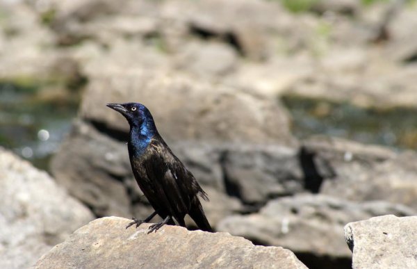 名叫鹩哥是什么鸟