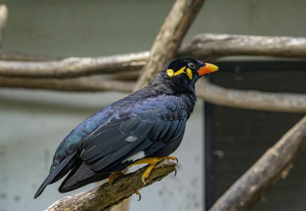 名叫鹩哥是什么鸟