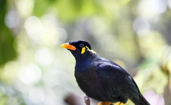 名叫鹩哥是什么鸟