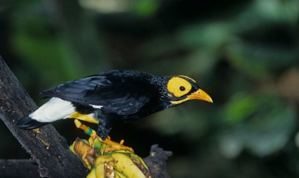 名叫鹩哥是什么鸟