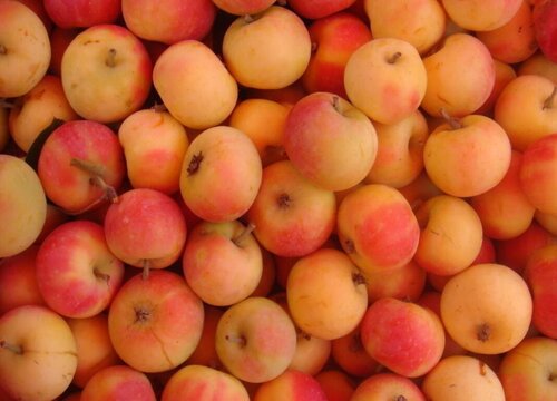 苹果变黄了还能吃吗