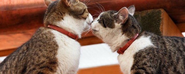 猫咪呕吐是怎么回事