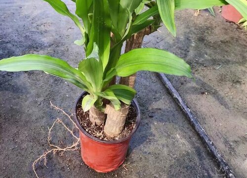 巴西木一盆种几株最好