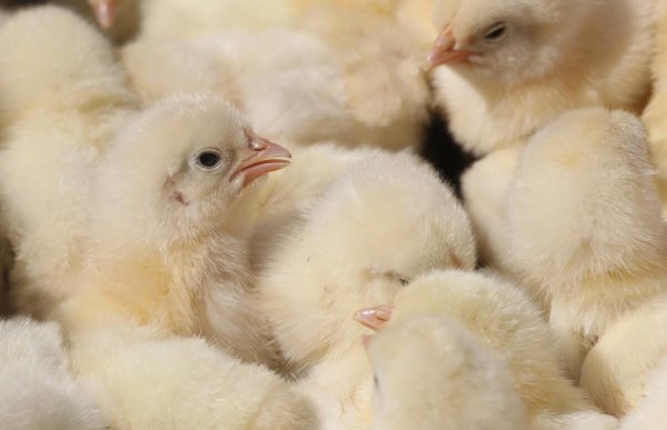 鸡怎么分辨公母图解