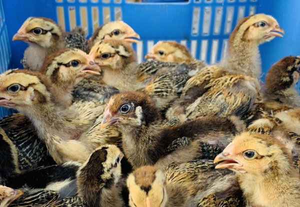 鸡怎么分辨公母图解