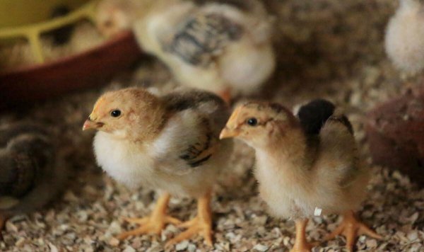 鸡怎么分辨公母图解