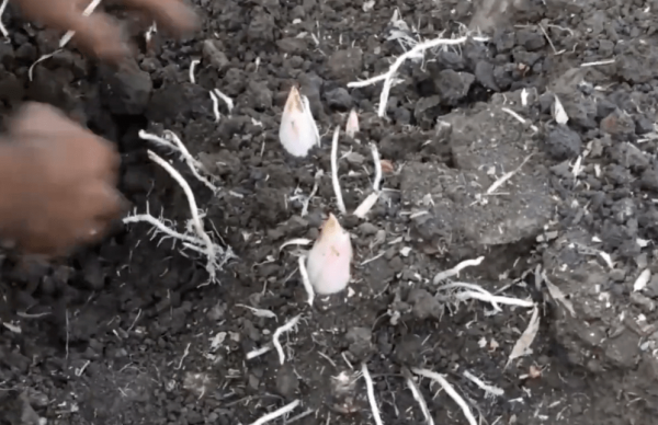 魔芋的市场价格多少少钱一斤