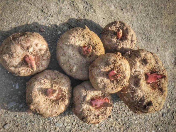 魔芋的市场价格多少少钱一斤