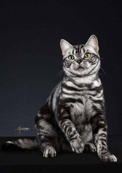 美短眼睛什么颜色的好看