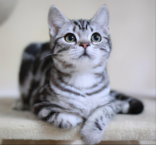 美短眼睛什么颜色的好看