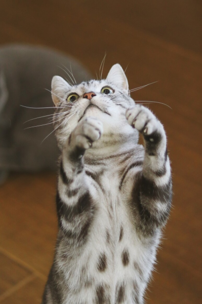 美短眼睛什么颜色的好看